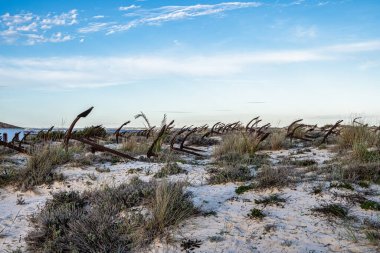 Portekiz, Algarve, Tavira 'daki Praia do Barril plajındaki Anchor Mezarlığı' nın sahilindeki paslı eski çapalar.