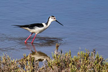Siyah kanatlı stilt, Himantopus himantopus Ria Formosa Doğal Rezervi, Portekiz Algarve.