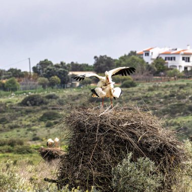 Büyüleyici Beyaz Leylekler, Portekiz 'in Algarve bölgesindeki Odiaxere' de yuvada çiftleşen Ciconia ciconia..