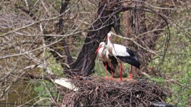 Beyaz Leylekler, Ciconia Ciconia Povoa e Meadas Barajı Castelo de Vide, Portekiz Alentejo