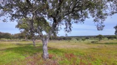 Portekiz, Castelo de Vide 'daki Meada' lı Menhir 'in Ayakta Duran Taşı. İber Yarımadası 'nın en büyüğü. Tarih öncesinden gizemli bir anıt, penisi şekilli ve doğurganlığı temsil ediyor..