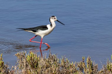 Siyah kanatlı stilt, Himantopus himantopus Ria Formosa Doğal Rezervi, Portekiz Algarve.