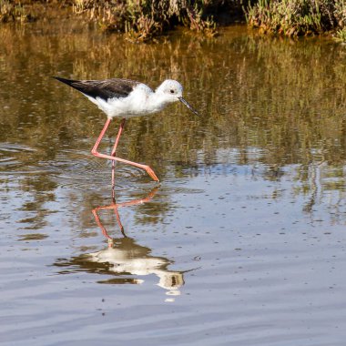 Siyah kanatlı stilt, Himantopus himantopus Ria Formosa Doğal Rezervi, Portekiz Algarve.