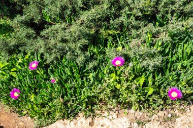 Pallenis maritima, Beach Daisy otçul bitkisi. Portekiz 'de Algarve Doğası.