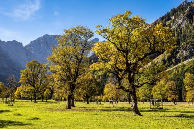Ahornboden 'daki akçaağaç ağaçlarının sonbahar manzarası, Karwendel dağları, Tyrol, Avusturya