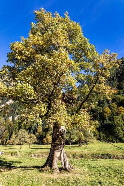 Ahornboden 'daki akçaağaç ağaçlarının sonbahar manzarası, Karwendel dağları, Tyrol, Avusturya