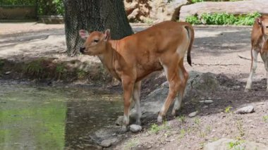 Genç bebek Banteng, Bos javanicus veya Red Bull. Vahşi bir sığır türüdür ama sığır ve bizondan farklı kilit özellikler vardır: hem erkek hem de dişilerde beyaz bir şerit..
