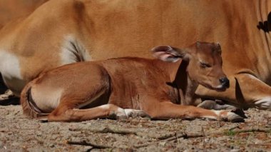 Genç bebek Banteng, Bos javanicus veya Red Bull. Vahşi bir sığır türüdür ama sığır ve bizondan farklı kilit özellikler vardır: hem erkek hem de dişilerde beyaz bir şerit..