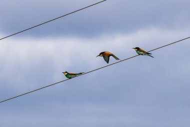 Avrupalı arı yiyici, Merops apiaster Portekiz, Avrupa 'daki Parque Natural do Vale do Guadiana' da bir elektrik hattında oturuyor.