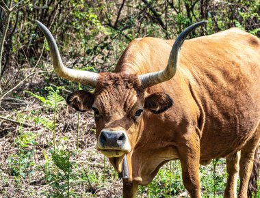 Kuzey Portekiz 'deki Nationalpark Peneda-Geres' deki Cachena ineği. Geleneksel bir Portekiz dağ sığırıdır. Et ve çekiş gücü için mükemmeldir..