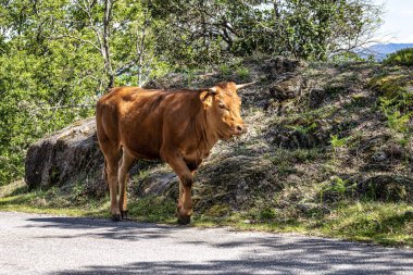 Kuzey Portekiz 'deki Nationalpark Peneda-Geres' deki Cachena ineği. Geleneksel bir Portekiz dağ sığırıdır. Et ve çekiş gücü için mükemmeldir..