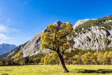 Ahornboden 'daki akçaağaç ağaçlarının sonbahar manzarası, Karwendel dağları, Tyrol, Avusturya