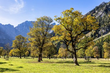 Ahornboden 'daki akçaağaç ağaçlarının sonbahar manzarası, Karwendel dağları, Tyrol, Avusturya