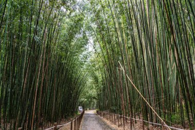 Portekiz 'deki Coimbra Üniversitesi Botanik Bahçesi. Bahçe 18. yüzyılda kuruldu ve şehirdeki en popüler yerlere ait..