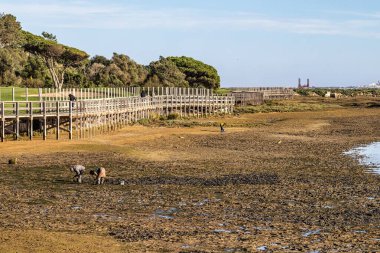 Ria Formosa, Portekiz - 17 Şubat 2024: Ria Formosa sulak alanlarındaki ünlü Quinta do Lago plajına giden tarihi yaya köprüsü, Algarve. Portekiz
