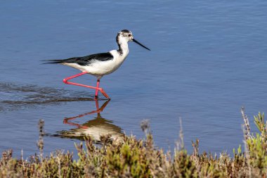 Siyah kanatlı stilt, Himantopus himantopus Ria Formosa Doğal Rezervi, Portekiz Algarve.