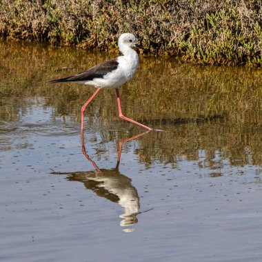 Siyah kanatlı stilt, Himantopus himantopus Ria Formosa Doğal Rezervi, Portekiz Algarve.