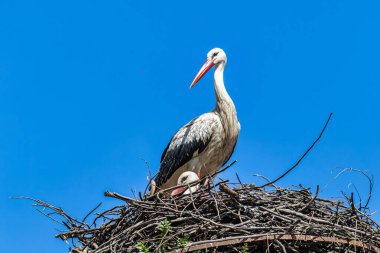 Beyaz Leylekler, Ciconia Ciconia Povoa e Meadas Barajı Castelo de Vide, Portekiz Alentejo