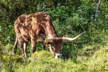 Kuzey Portekiz 'deki Nationalpark Peneda-Geres' deki Cachena ineği. Geleneksel bir Portekiz dağ sığırıdır. Et ve çekiş gücü için mükemmeldir..