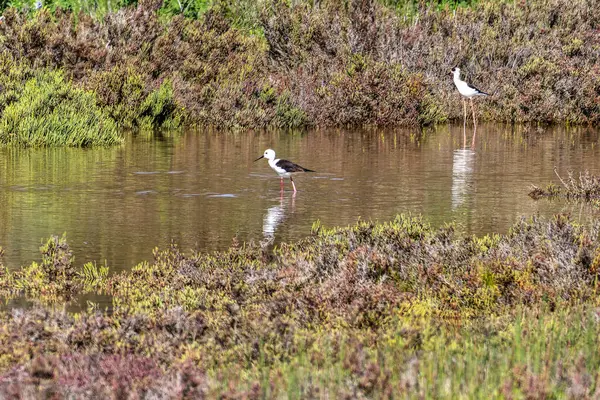 stock image Black-winged stilt, Himantopus himantopus in Ria Formosa Natural Reserve, Algarve in Portugal.