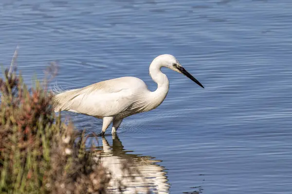 stock image The little egret, Egretta garzetta in Ria Formosa Natural Reserve, Algarve Portugal. This is a species of small heron in the family Ardeidae.