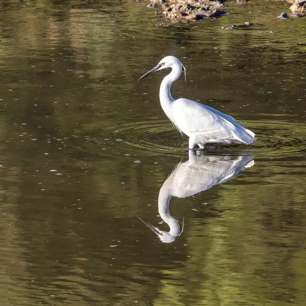 stock image The little egret, Egretta garzetta in Ria Formosa Natural Reserve, Algarve Portugal. This is a species of small heron in the family Ardeidae.