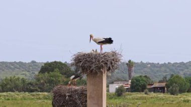 Büyüleyici Beyaz Leylekler, Portekiz 'in Algarve bölgesindeki Odiaxere' de Ciconia ciconia..
