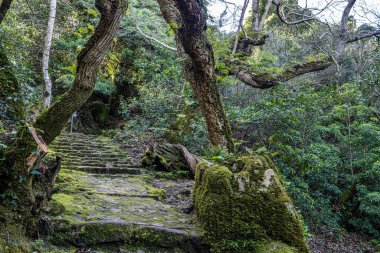 Portekiz 'deki Serra de Sintra Ulusal Parkı' nda terk edilmiş ve boş bir ortaçağ kongresi.