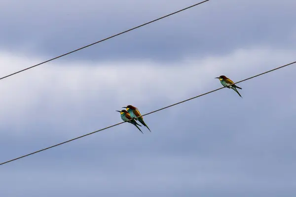 stock image European bee-eater, Merops apiaster sitting on a power line at Parque Natural do Vale do Guadiana in Portugal, Europe