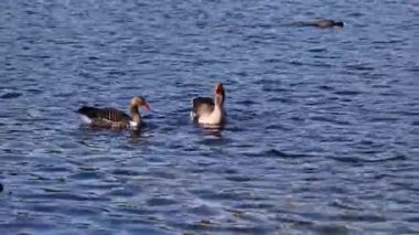 Anser anser, Anatidae familyasından Anatidae familyasından bir kaz türü..