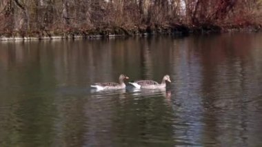 Anser anser, Anatidae familyasından Anatidae familyasından bir kaz türü..