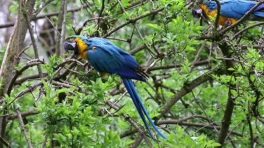 Mavi ve sarı papağan, Ara aratyası, mavi ve altın papağanı olarak da bilinir, çoğunlukla mavi üst kısımları ve açık turuncu alt kısımları olan büyük bir Güney Amerika papağanıdır.