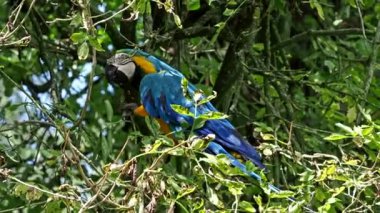 Mavi ve sarı papağan, Ara aratyası, mavi ve altın papağanı olarak da bilinir, çoğunlukla mavi üst kısımları ve açık turuncu alt kısımları olan büyük bir Güney Amerika papağanıdır.