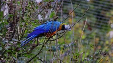 Mavi ve sarı papağan, Ara aratyası, mavi ve altın papağanı olarak da bilinir, çoğunlukla mavi üst kısımları ve açık turuncu alt kısımları olan büyük bir Güney Amerika papağanıdır.