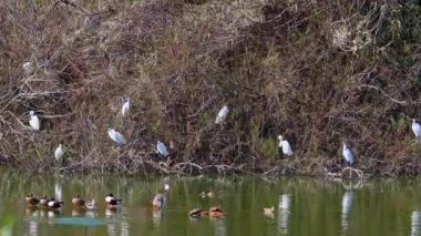 Küçük balıkçıl, Egretta Garzetta Ria Formosa Doğal Rezerv, Algarve Portekiz 'de. Bu, Ardeidae familyasından küçük bir balıkçıldır..