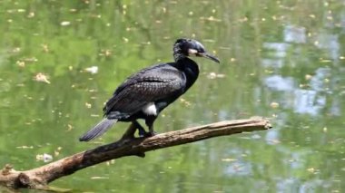 Kuzey yarımküre boyunca büyük siyah karabatak olarak bilinen büyük karabatak, Avustralya 'daki siyah karabatak ve Yeni Zelanda' nın daha güneyindeki siyah karabatak