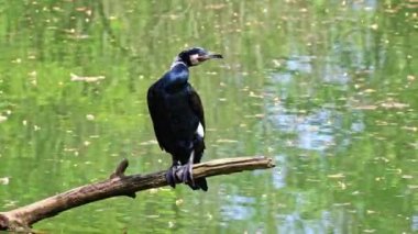 Kuzey yarımküre boyunca büyük siyah karabatak olarak bilinen büyük karabatak, Avustralya 'daki siyah karabatak ve Yeni Zelanda' nın daha güneyindeki siyah karabatak