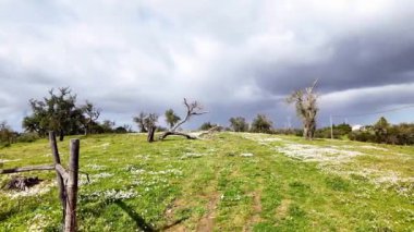 Portekiz, Alentejo Bölgesi. Mantar meşe ağacı, Quercus suber, vahşi papatyalarla çevrili, Santiago do Cacem 'de Matricaria chamomilla