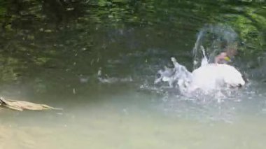 Ortak shelduck, Tadorna tadorna Tadorna shelduck cins su kuşları familyasından.