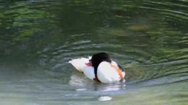 Ortak shelduck, Tadorna tadorna Tadorna shelduck cins su kuşları familyasından.