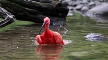 Kızıl aynak, Eudocimus ruber, Threskiornithidae familyasından bir kuş, kabuklu deniz ürünlerinin kırmızımsı renklerine hayran kalmıştır.