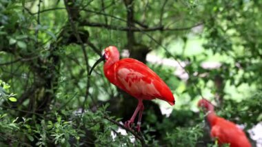 Kızıl aynak, Eudocimus ruber, Threskiornithidae familyasından bir kuş, kabuklu deniz ürünlerinin kırmızımsı renklerine hayran kalmıştır.