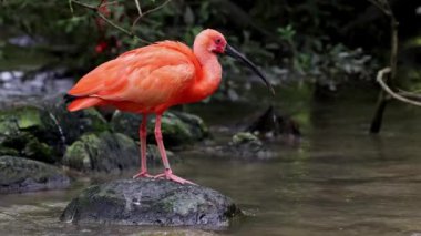 Kızıl aynak, Eudocimus ruber, Threskiornithidae familyasından bir kuş, kabuklu deniz ürünlerinin kırmızımsı renklerine hayran kalmıştır.