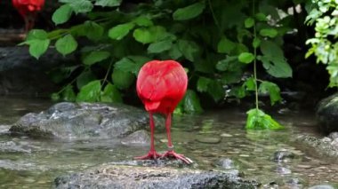 Kızıl aynak, Eudocimus ruber, Threskiornithidae familyasından bir kuş, kabuklu deniz ürünlerinin kırmızımsı renklerine hayran kalmıştır.