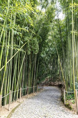 Portekiz 'deki Coimbra Üniversitesi Botanik Bahçesi. Bahçe 18. yüzyılda kuruldu ve şehirdeki en popüler yerlere ait..