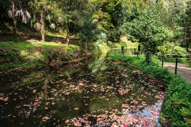 Büyük Göl, Büyük lago eski Bussaco Ulusal Ormanı 'nda, Luso' da, Aveiro Portekiz 'de, Avrupa' da