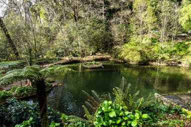Little Lake, Lago Pequeno Bussaco Ulusal Ormanı 'nda, Luso' da, Aveiro Portekiz 'de, Avrupa' da