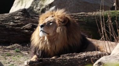 Aslan, Panthera leo, Panthera cinsindeki dört büyük kediden biridir ve Felidae familyasının bir üyesidir..