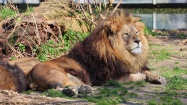 Aslan, Panthera leo, Panthera cinsindeki dört büyük kediden biridir ve Felidae familyasının bir üyesidir..