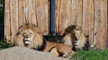 Aslan, Panthera leo, Panthera cinsindeki dört büyük kediden biridir ve Felidae familyasının bir üyesidir..